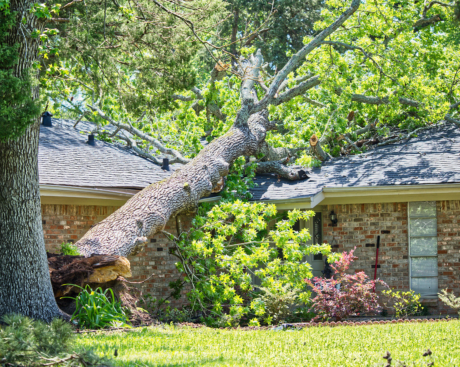 A home on McDonald St. in Mineola took a direct hit from a fallen oak tree.